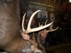 KNOBBY_is_dead_Impressive_12_point_buck_Late_season_at_that