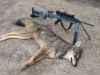 The_only_good_Coyote_is_a_dead_one